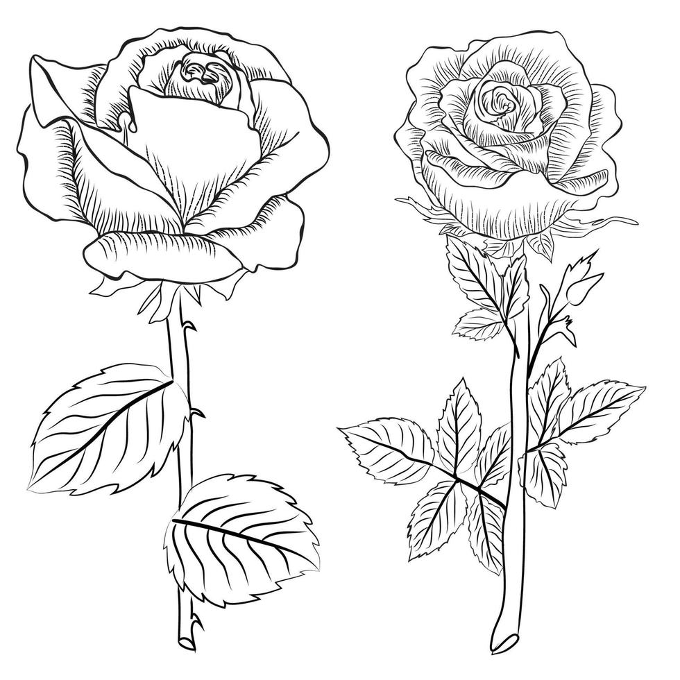 Hand drawn Rose line art drawing Images illustration collection vector