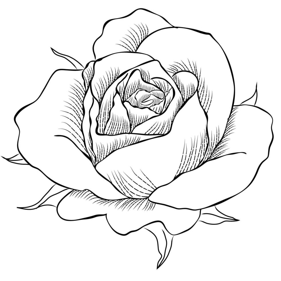 Hand drawn Rose line art drawing Images illustration collection vector