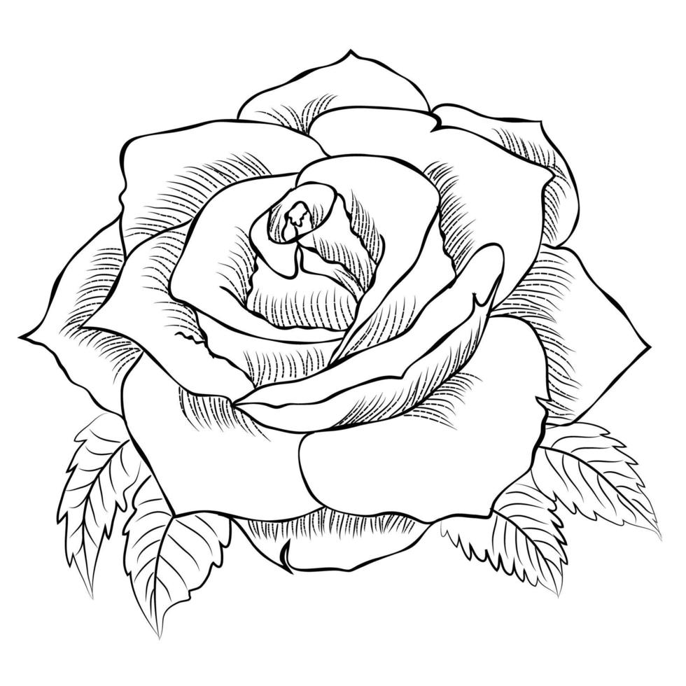 Hand drawn Rose line art drawing Images illustration collection ...