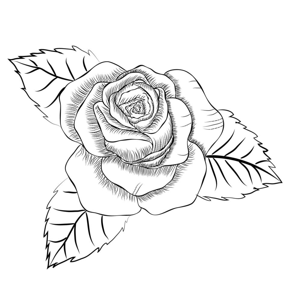 Hand drawn Rose line art drawing Images illustration collection vector