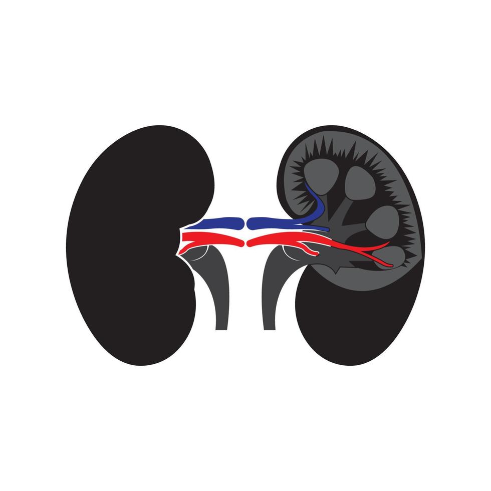 Renal system vector icon illustration