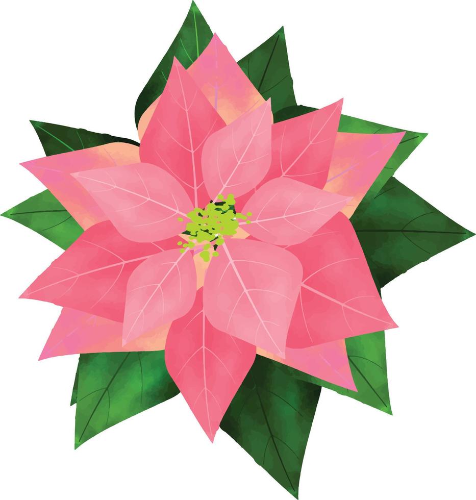 Merry Christmas Poinsettia Flower, different colors flower, can be used this graphic for any kind of merchandise. It is perfect for any project packaging, mugs,  bags, t-shirts, etc. whatever you want vector