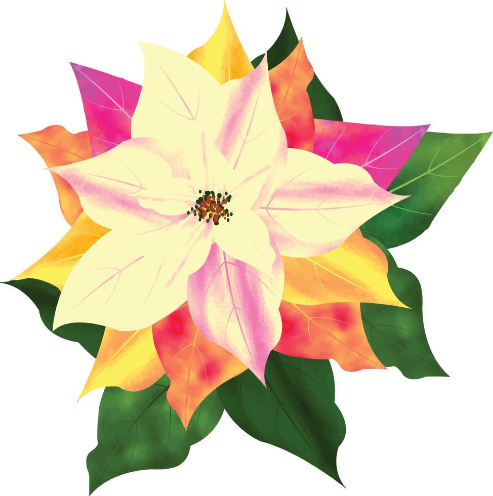 Merry Christmas Poinsettia Flower, different colors flower, can be used this graphic for any kind of merchandise. It is perfect for any project packaging, mugs,  bags, t-shirts, etc. whatever you want vector