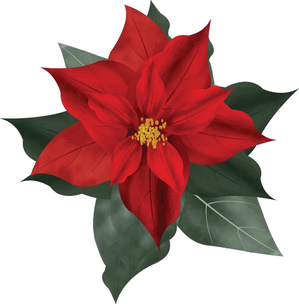 Merry Christmas Poinsettia Flower, can be used this graphic for any kind of merchandise. It is perfect for any project packaging, stationery, mugs,  bags, pillows, t-shirts, etc. whatever you want vector