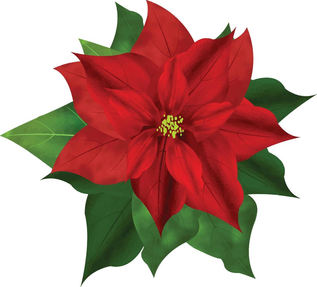 Merry Christmas Poinsettia Flower, can be used this graphic for any kind of merchandise. It is perfect for any project packaging, stationery, mugs,  bags, pillows, t-shirts, etc. whatever you want vector