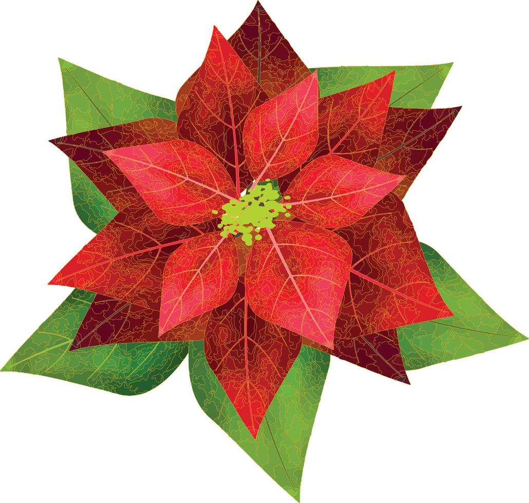 Merry Christmas Poinsettia Flower, can be used this graphic for any kind of merchandise. It is perfect for any project packaging, stationery, mugs,  bags, pillows, t-shirts, etc. whatever you want vector