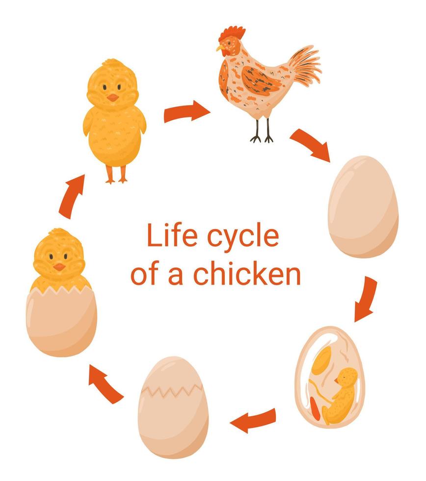 ciclo de vida del pollo.eps vector