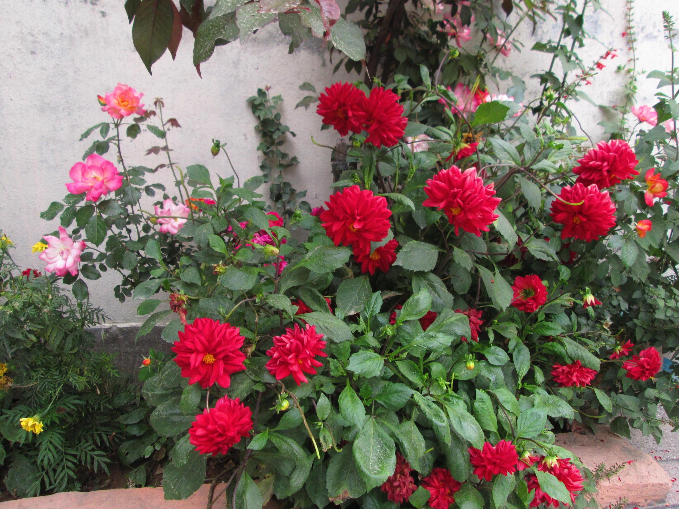 Closeup Shots Of Bright Colorful Flowers in Botanical Garden in Karachi