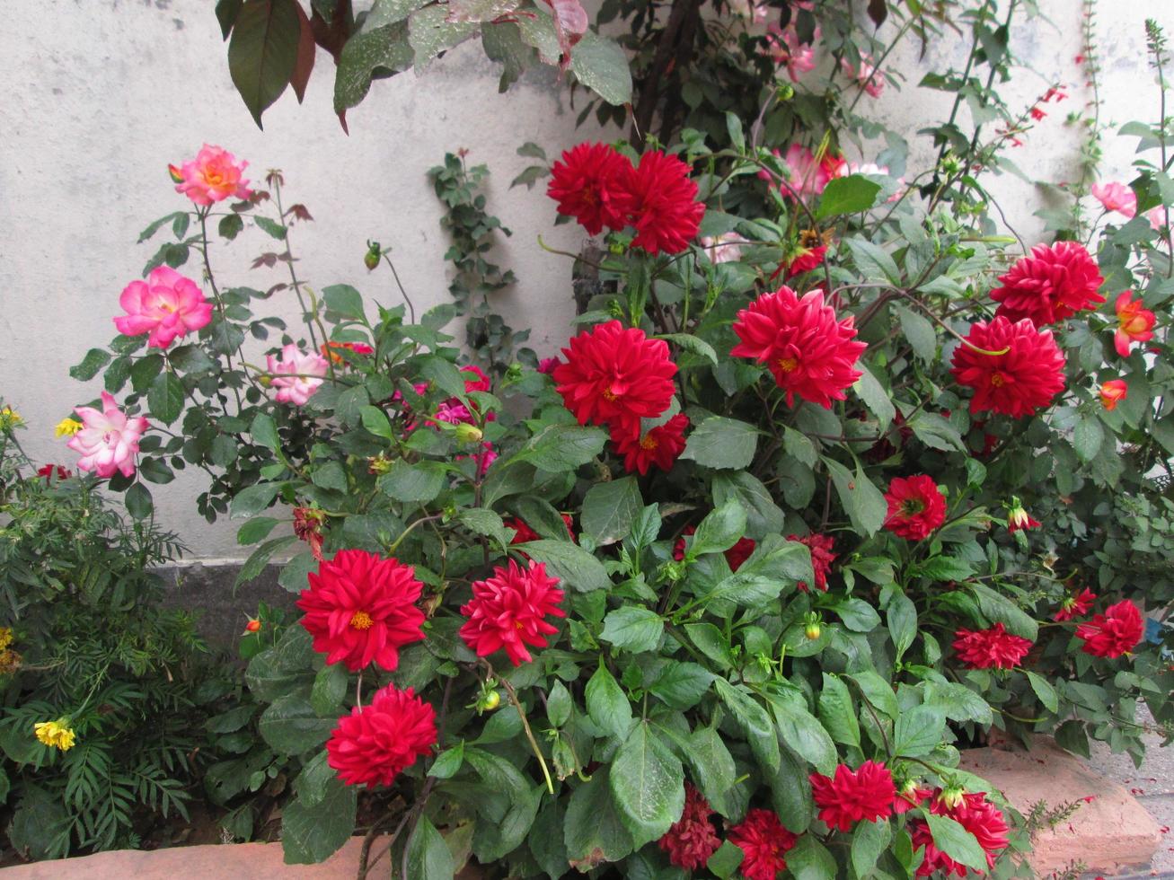 Closeup Shots Of Bright Colorful Flowers in Botanical Garden in Karachi Pakistan 2022 photo