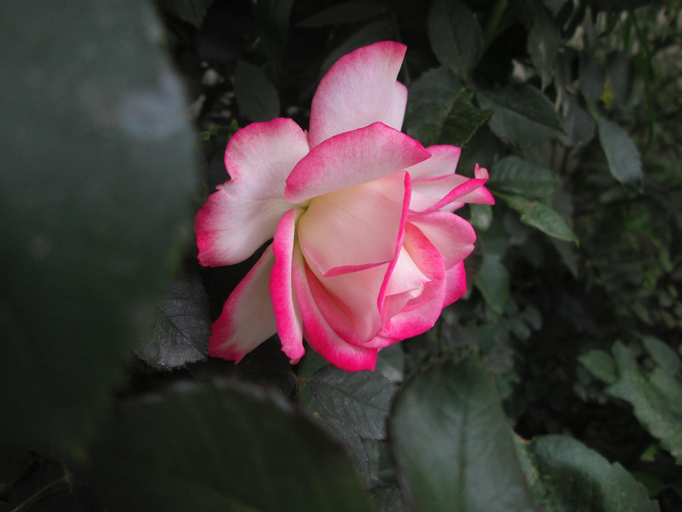 Closeup Shots Of Bright Colorful Flowers in Botanical Garden in Karachi