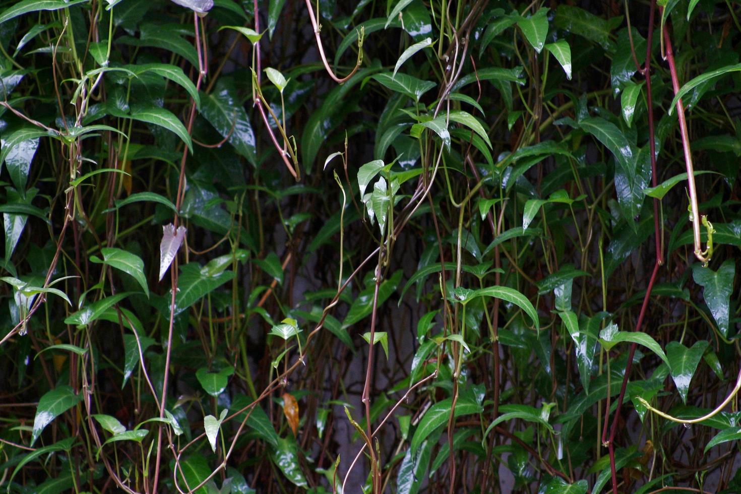 Green Leaves In The Garden In Karachi Pakistan 2022 photo