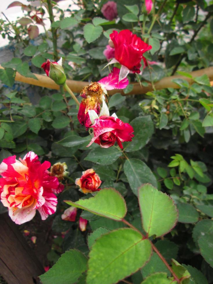 Closeup Shots Of Bright Colorful Flowers in Botanical Garden in Karachi Pakistan 2022 photo