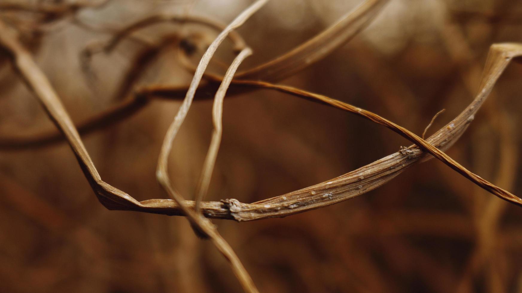 Closeup Of Dried Leaves and Twigs In Forest in Karachi Pakistan 2022 photo