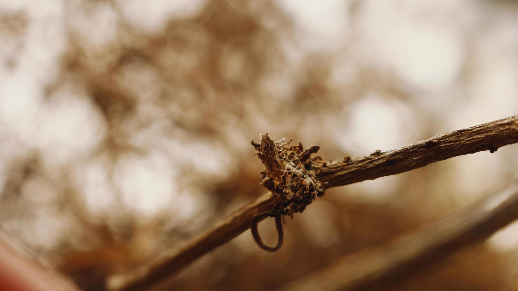 Closeup Of Dried Leaves and Twigs In Forest in Karachi Pakistan 2022 photo