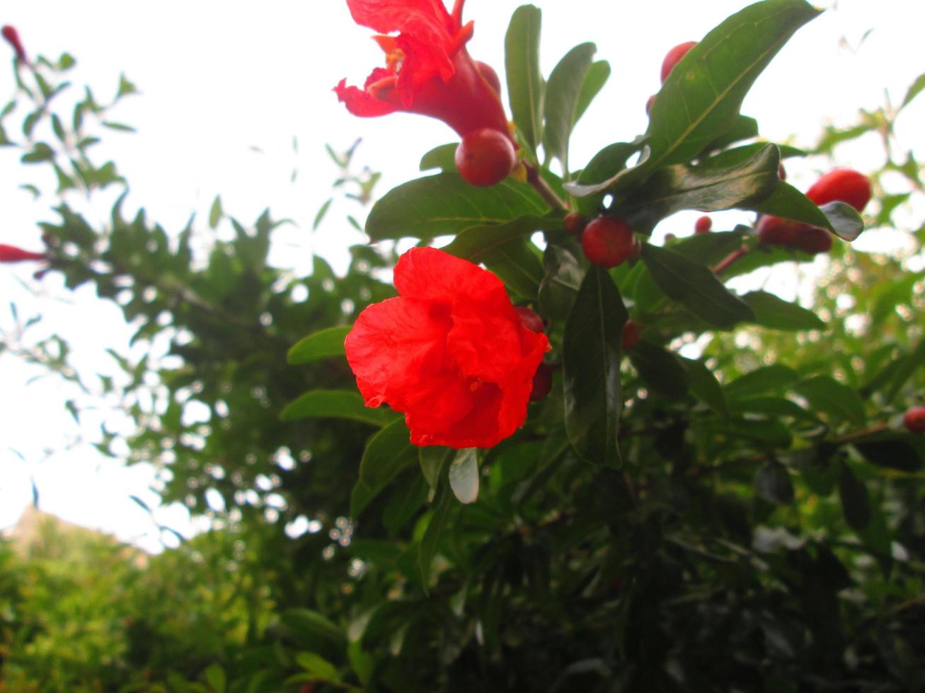Closeup Shots Of Bright Colorful Flowers in Botanical Garden in Karachi Pakistan 2022 photo