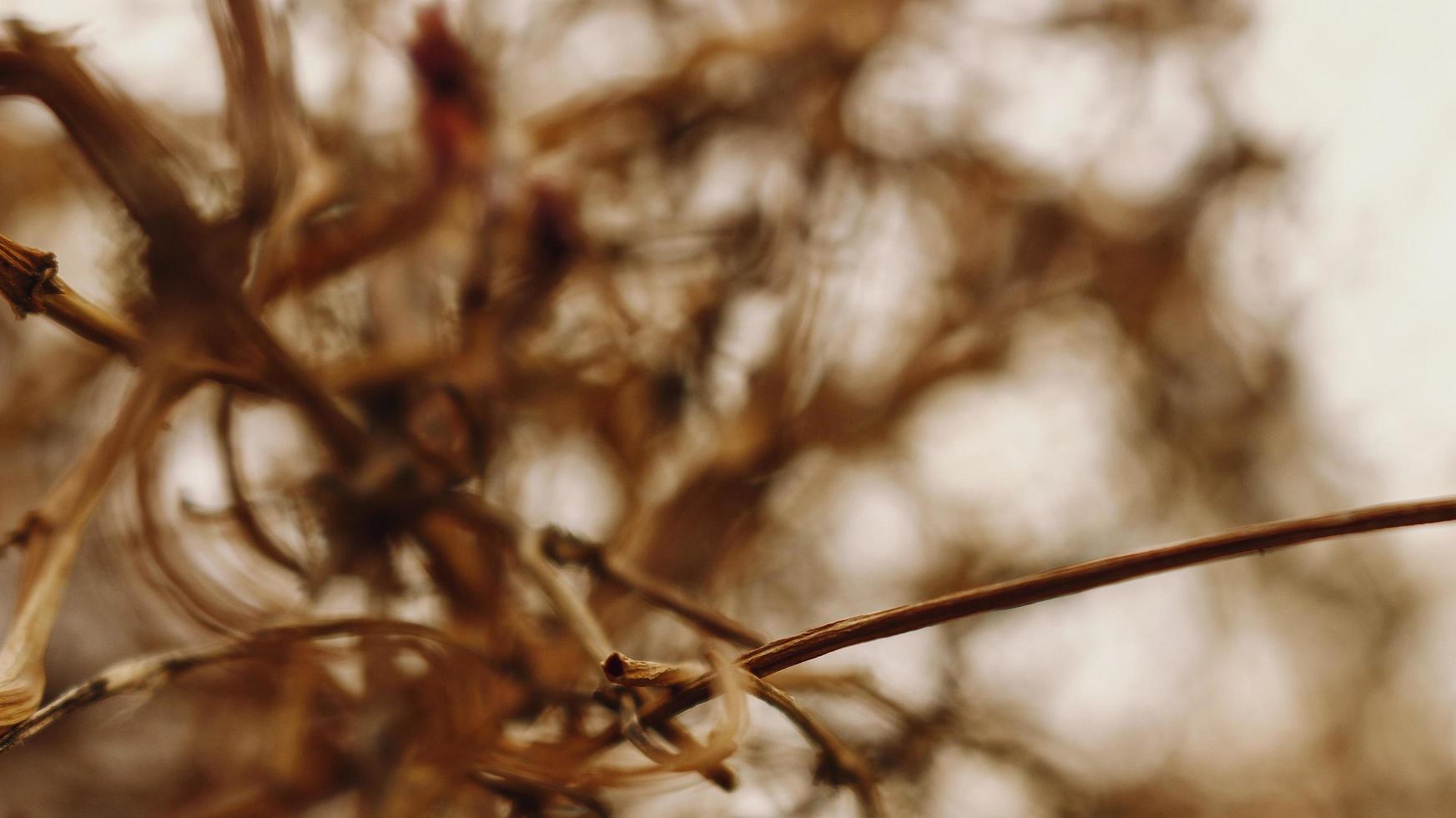 primer plano de hojas secas y ramitas en el bosque en karachi pakistán 2022 foto