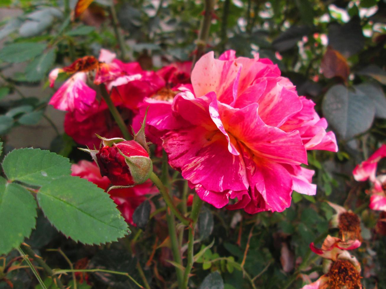 Closeup Shots Of Bright Colorful Flowers in Botanical Garden in Karachi Pakistan 2022 photo