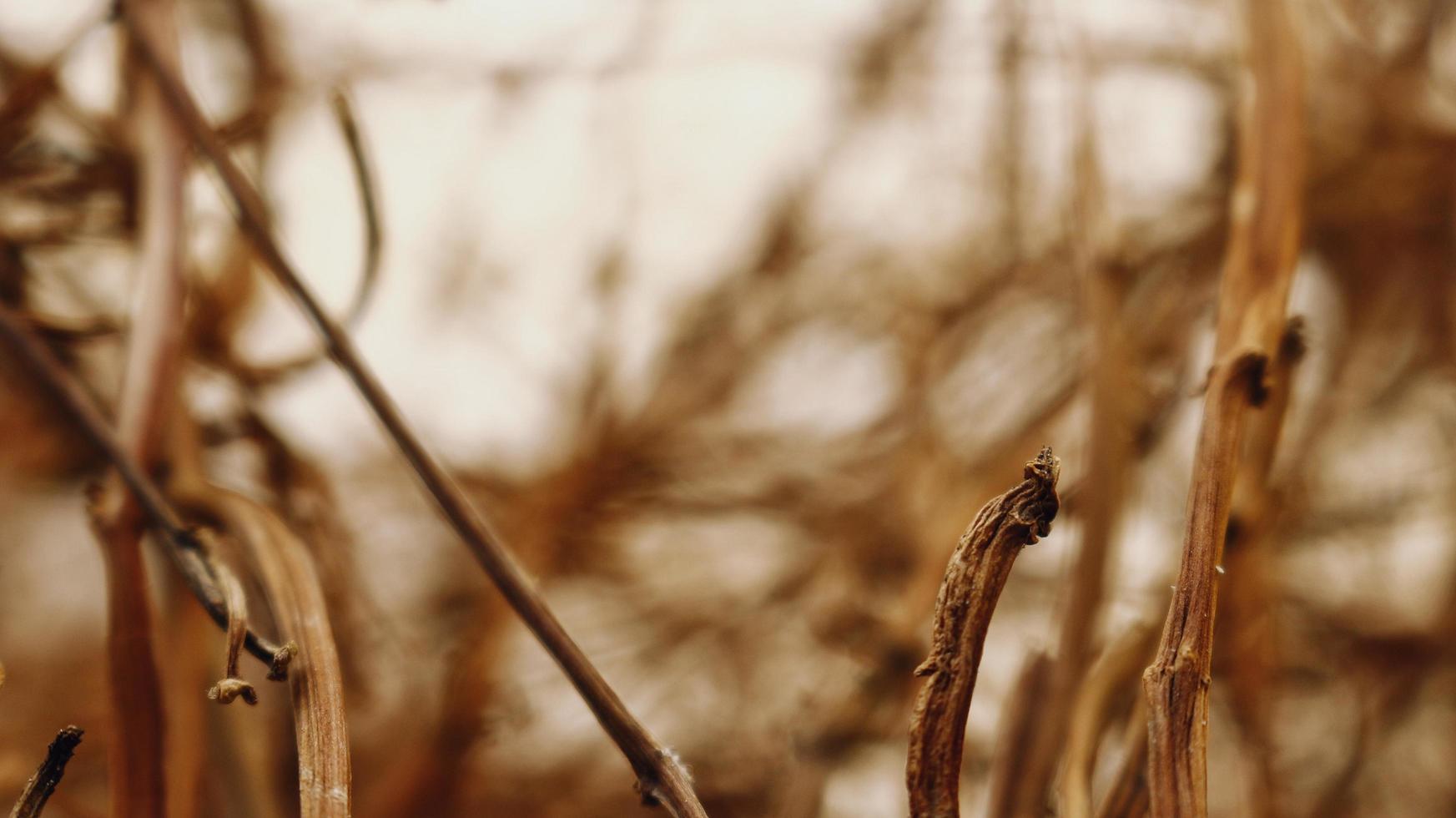 Closeup Of Dried Leaves and Twigs In Forest in Karachi Pakistan 2022 photo