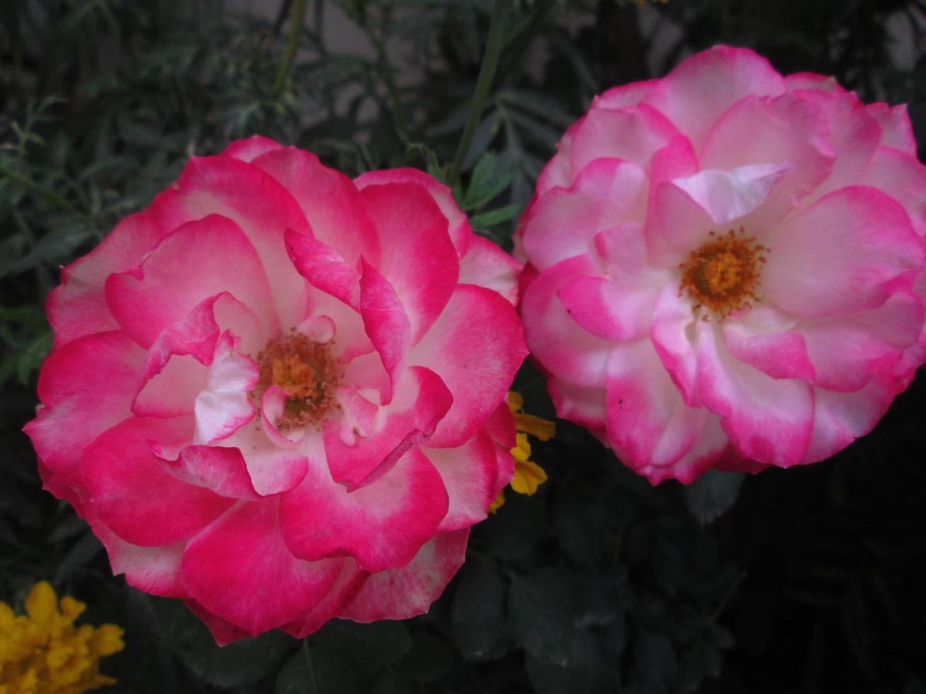 Closeup Shots Of Bright Colorful Flowers in Botanical Garden in Karachi Pakistan 2022 photo