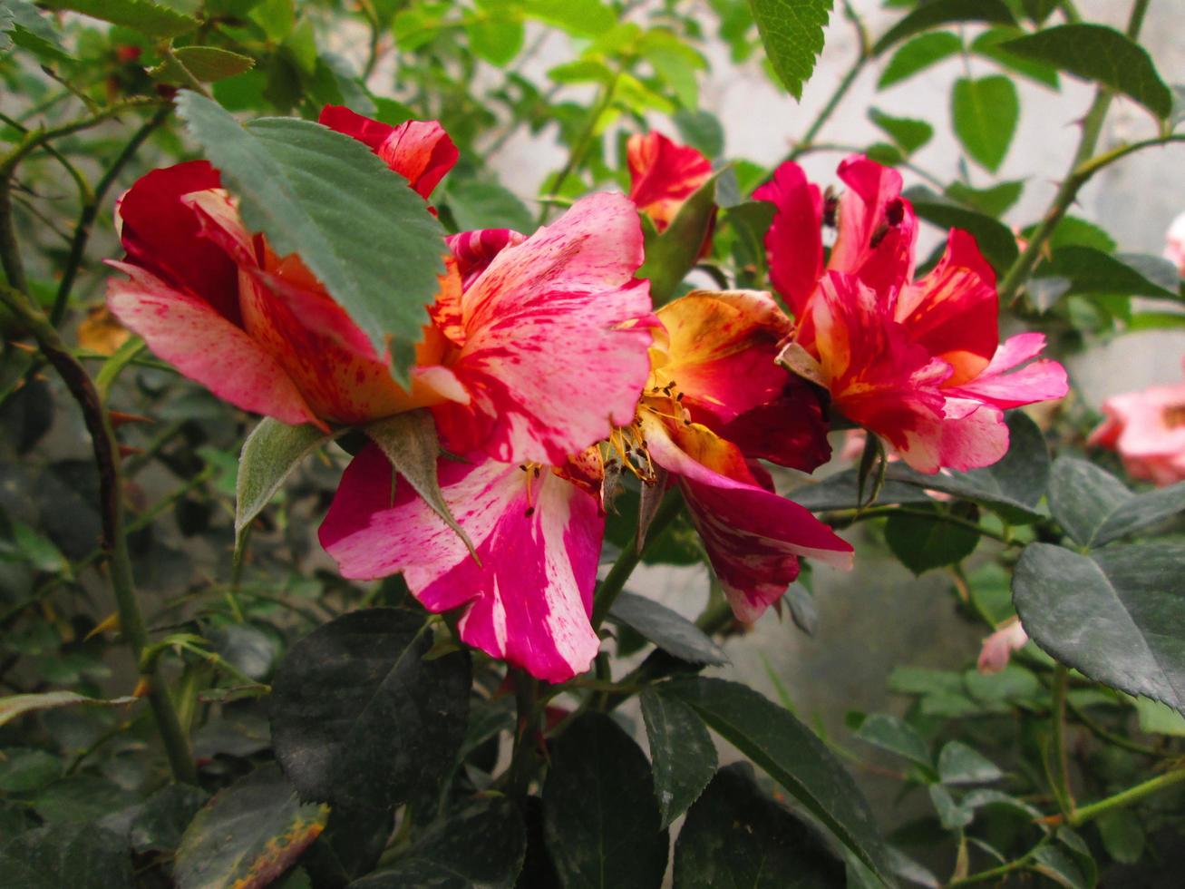 Closeup Shots Of Bright Colorful Flowers in Botanical Garden in Karachi Pakistan 2022 photo