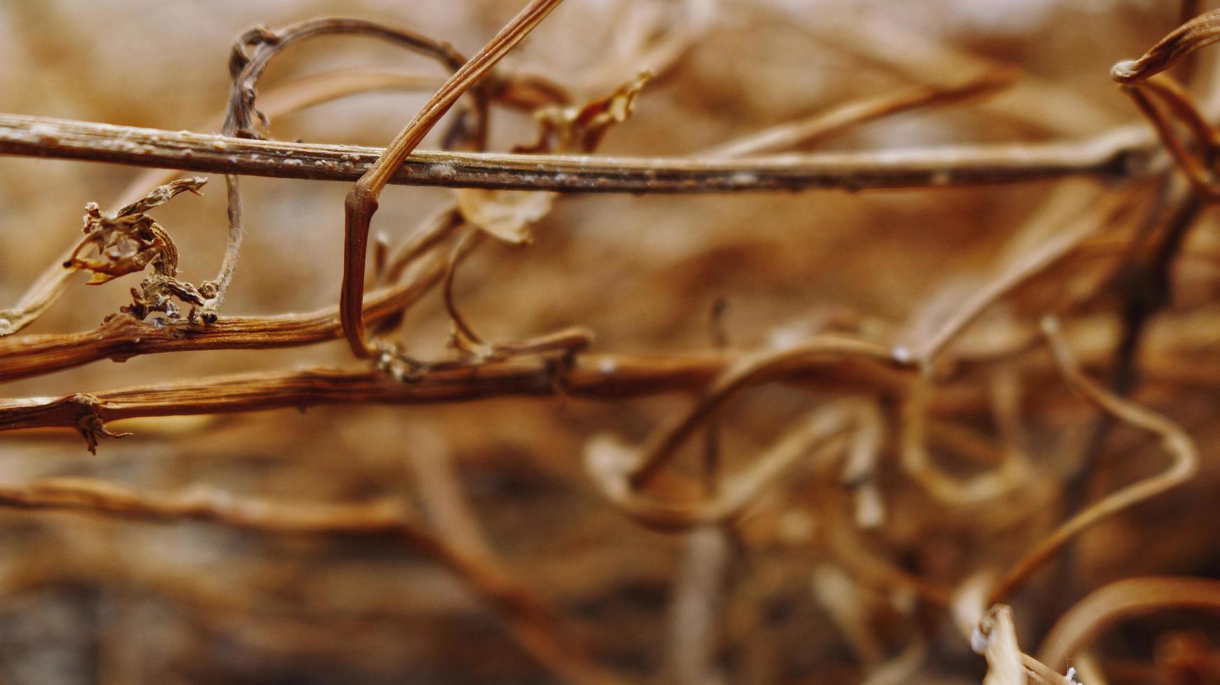 Closeup Of Dried Leaves and Twigs In Forest in Karachi Pakistan 2022 photo