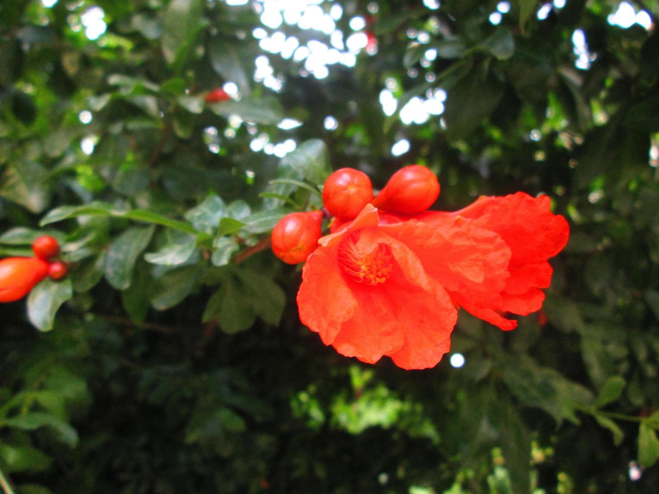 Closeup Shots Of Bright Colorful Flowers in Botanical Garden in Karachi Pakistan 2022 photo