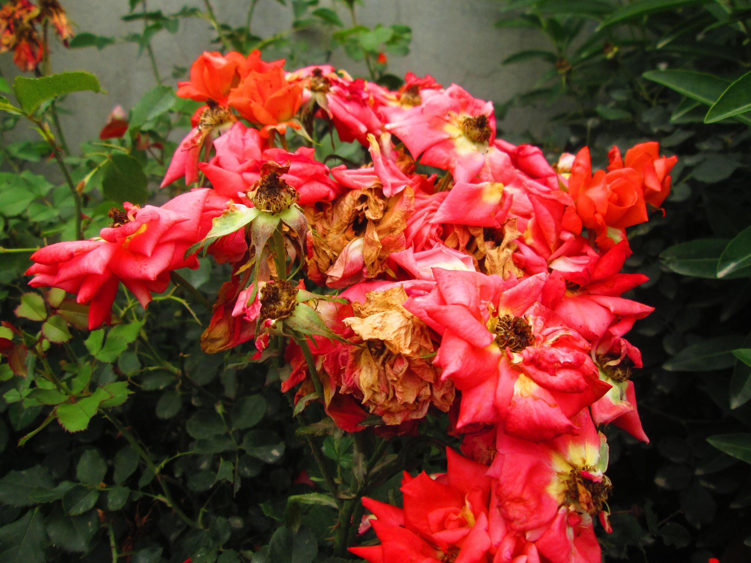 Closeup Shots Of Bright Colorful Flowers in Botanical Garden in Karachi