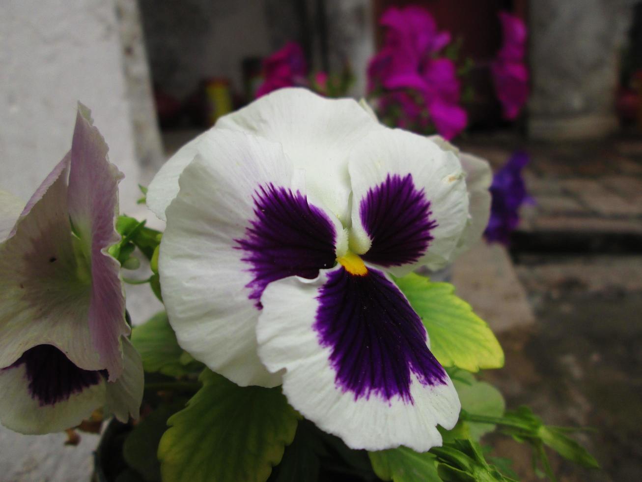 Closeup Shots Of Bright Colorful Flowers in Botanical Garden in Karachi Pakistan 2022 photo