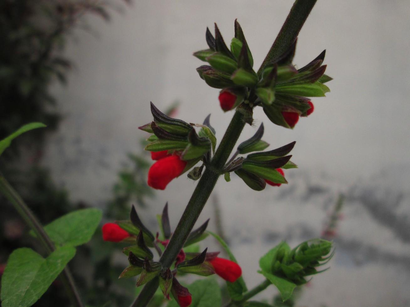 Closeup Shots Of Bright Colorful Flowers in Botanical Garden in Karachi Pakistan 2022 photo