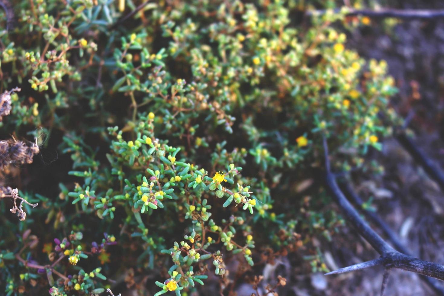 Closeup Of Bushes and Twigs In Garden Under Sunlight in Karachi Pakistan 2022 photo