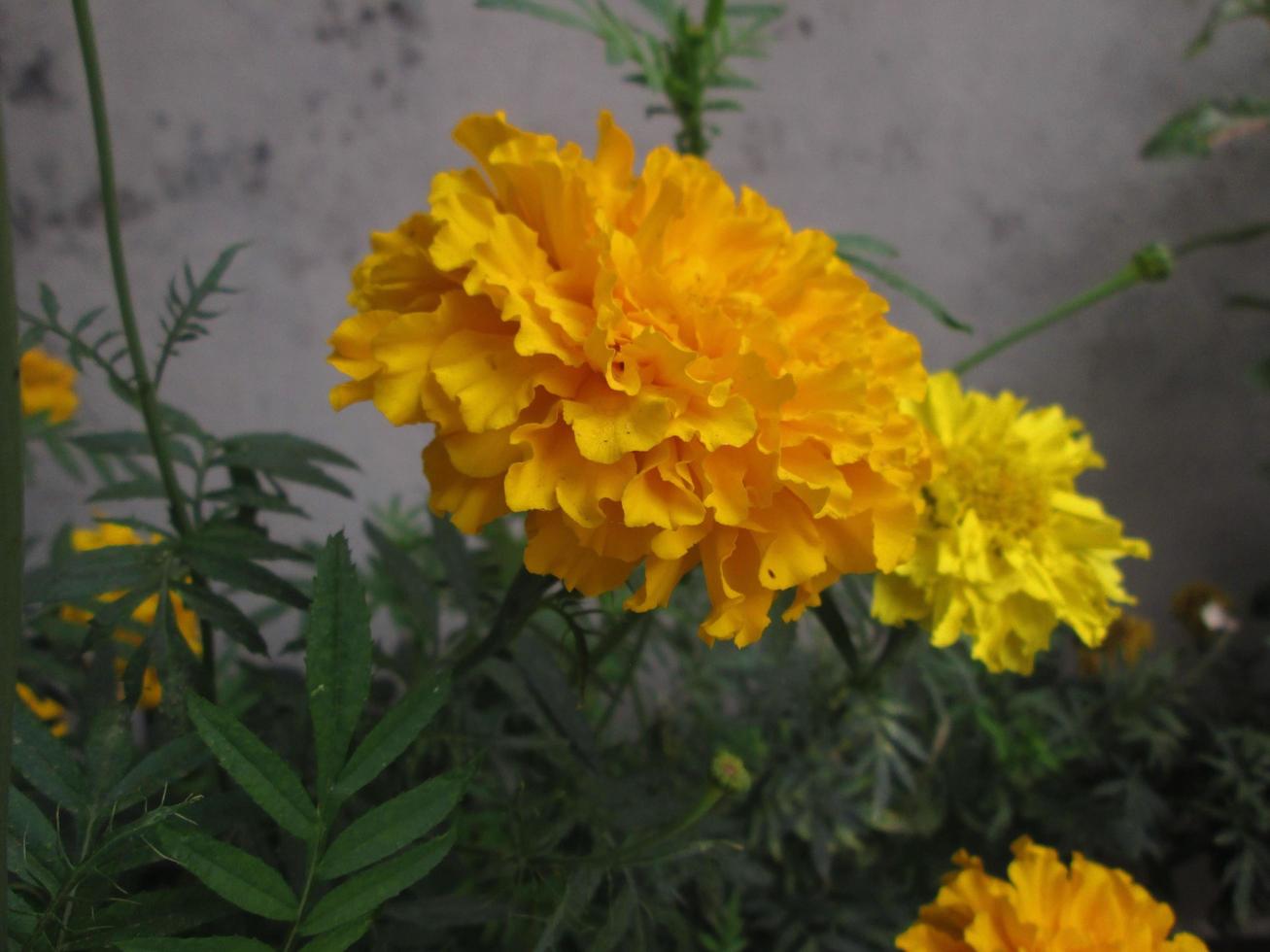 Closeup Shots Of Bright Colorful Flowers in Botanical Garden in Karachi Pakistan 2022 photo