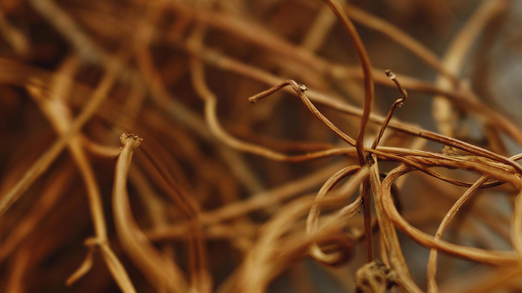 Closeup Of Dried Leaves and Twigs In Forest in Karachi Pakistan 2022 photo