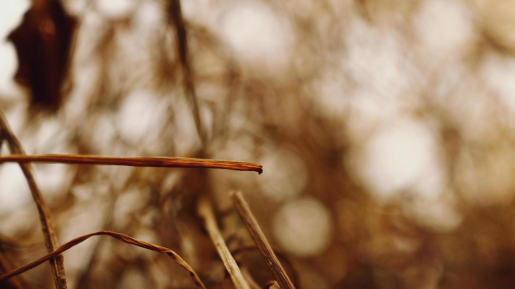 Closeup Of Dried Leaves and Twigs In Forest in Karachi Pakistan 2022 photo