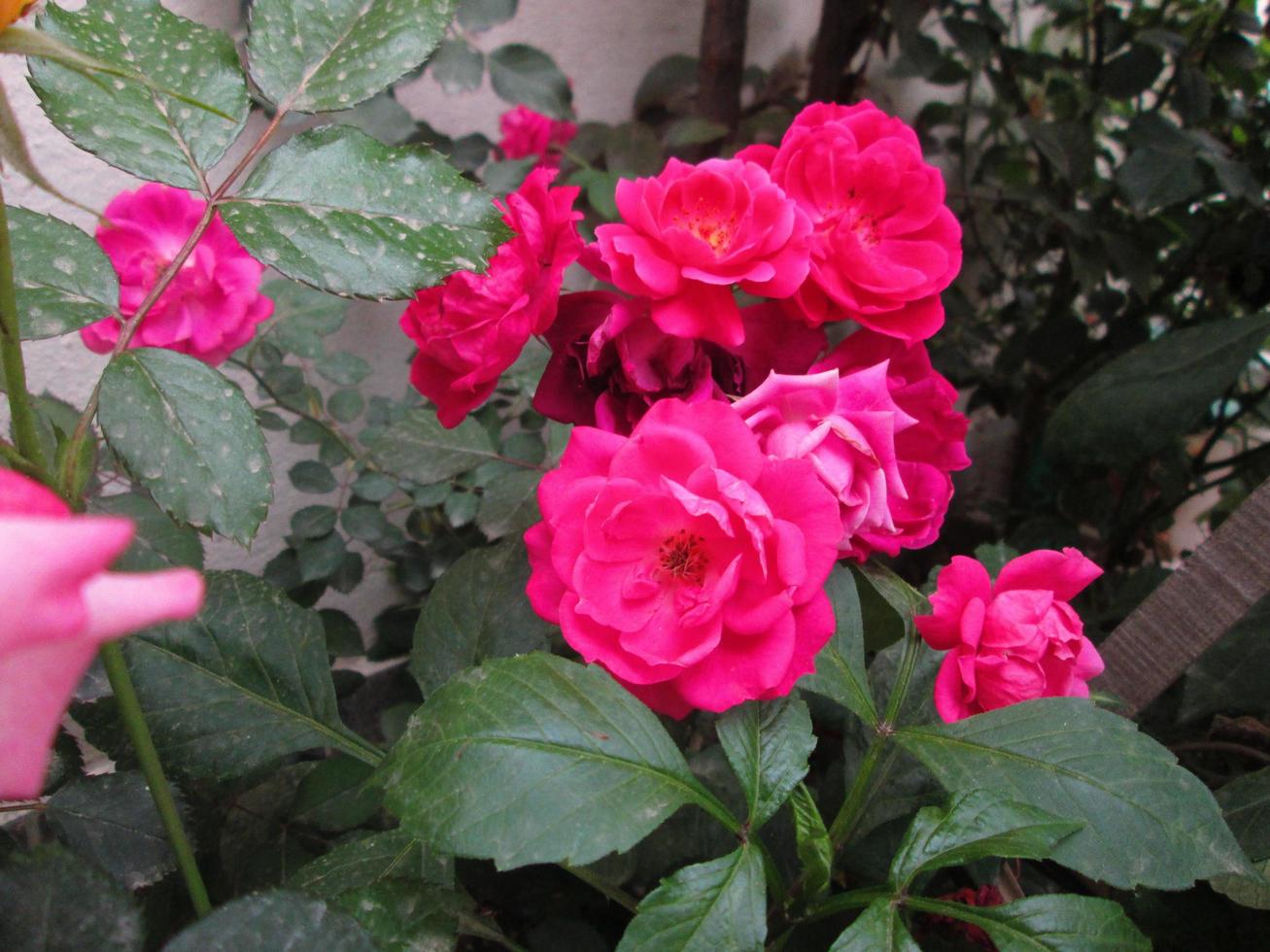 Closeup Shots Of Bright Colorful Flowers in Botanical Garden in Karachi Pakistan 2022 photo