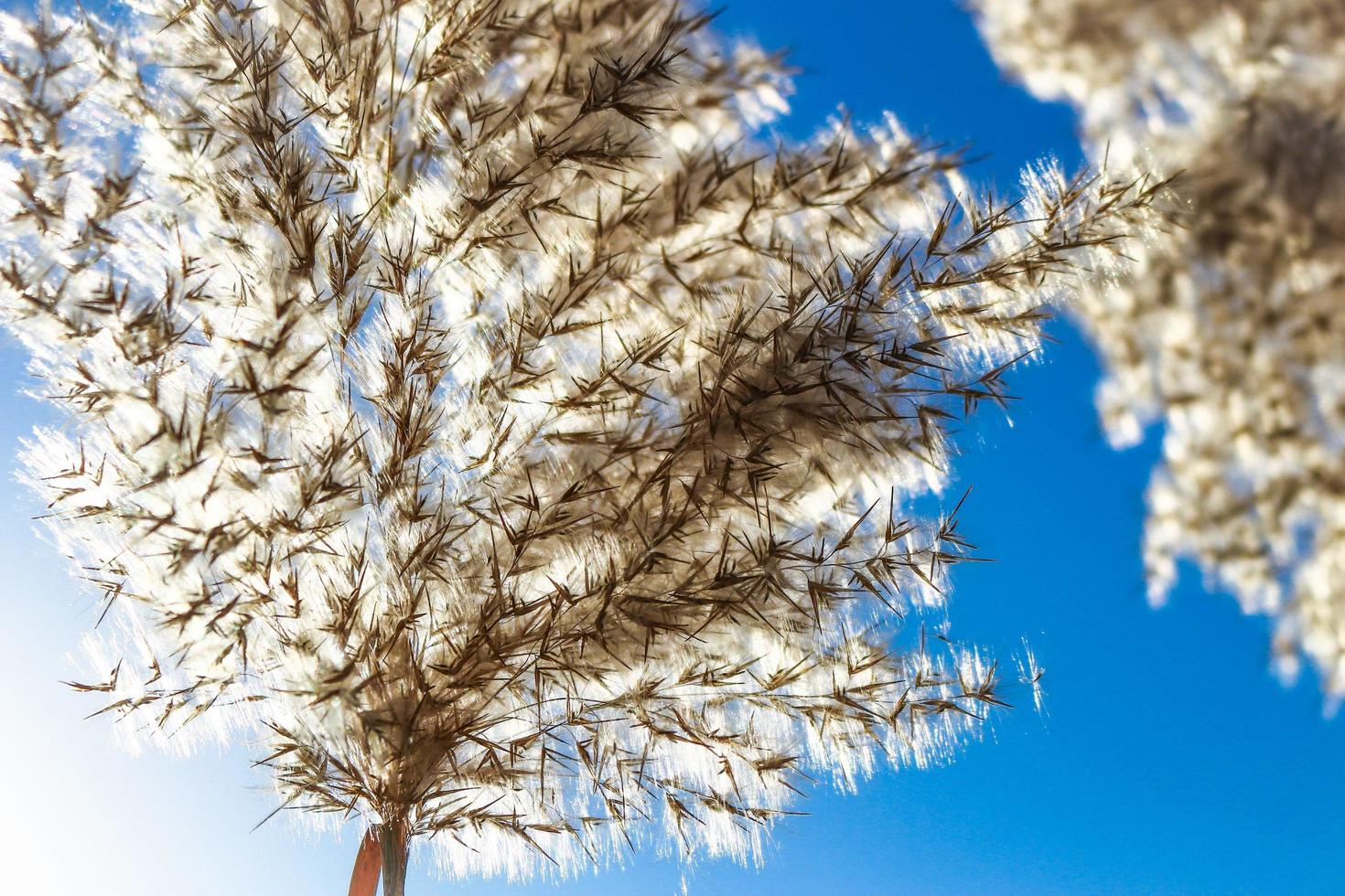 Plants With Sky Background and Sun Flares In Karachi Pakistan 2022 photo
