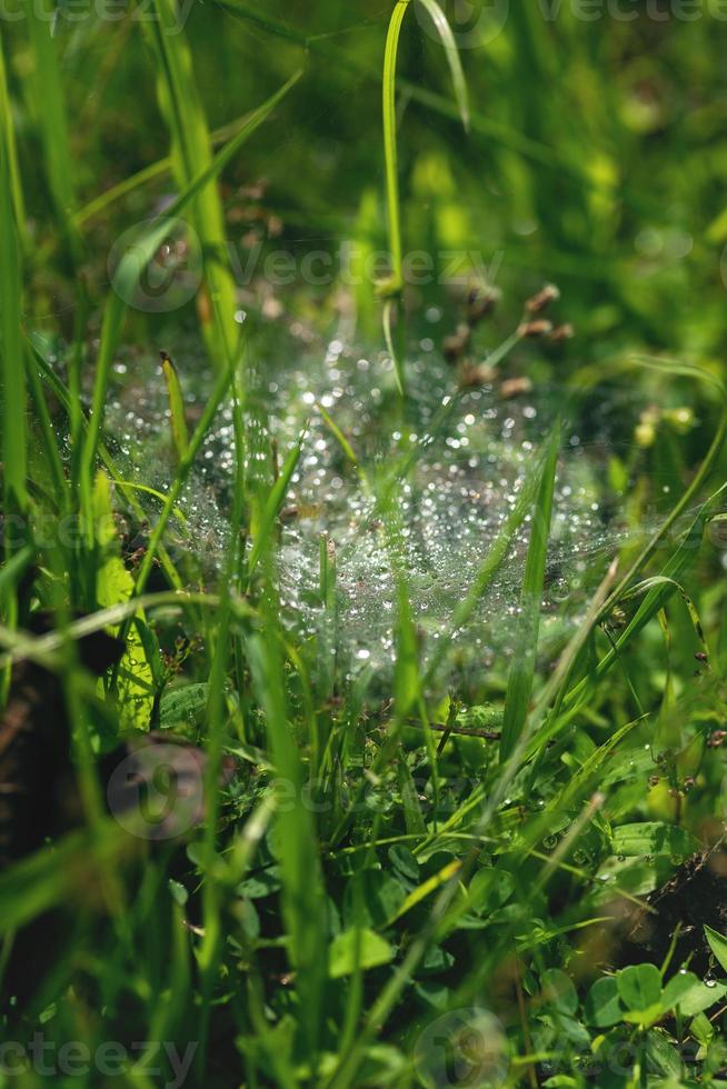 Morning dew on spider web in the green grass photo