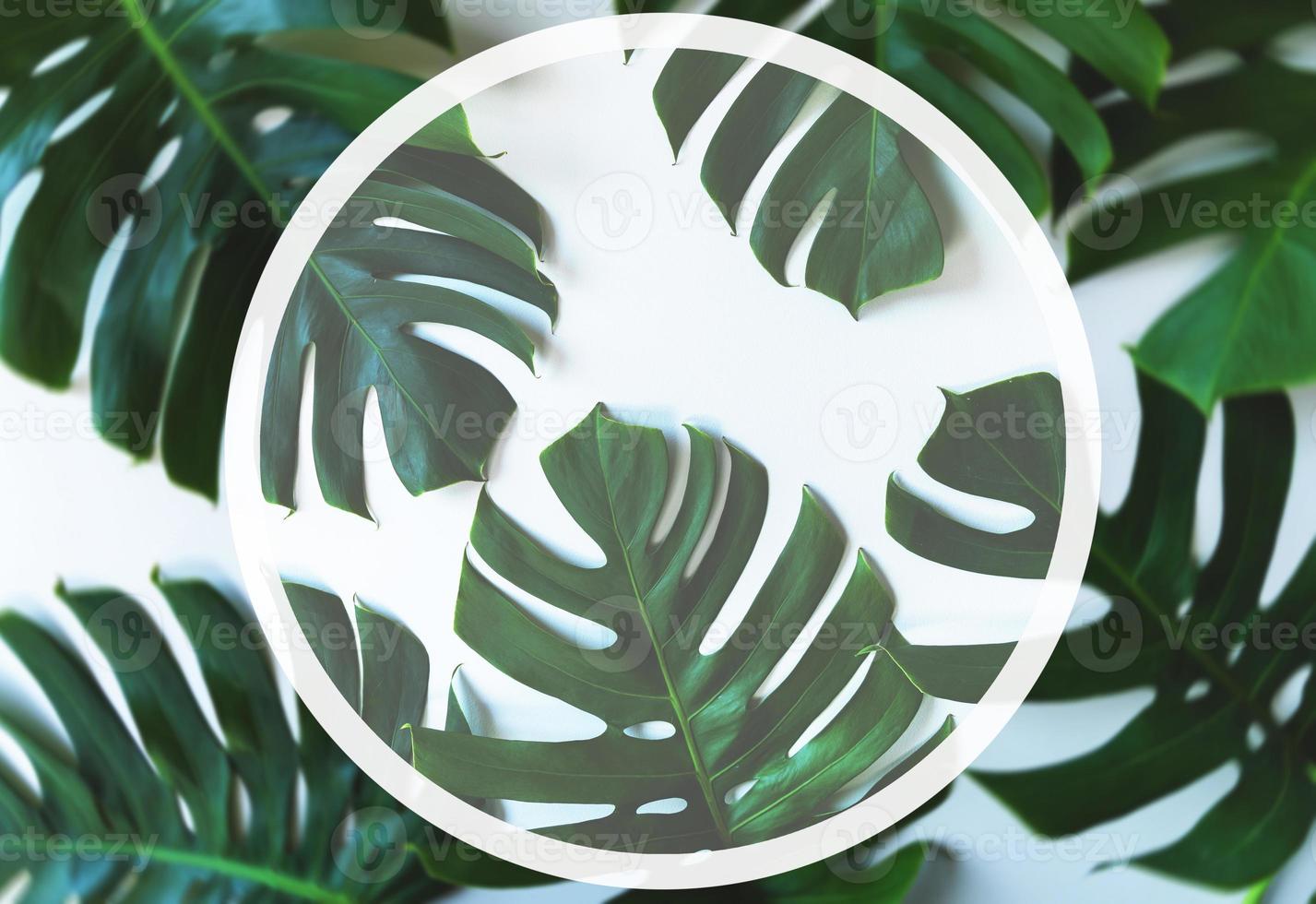 Tropical leaves and empty space for your logo or text photo