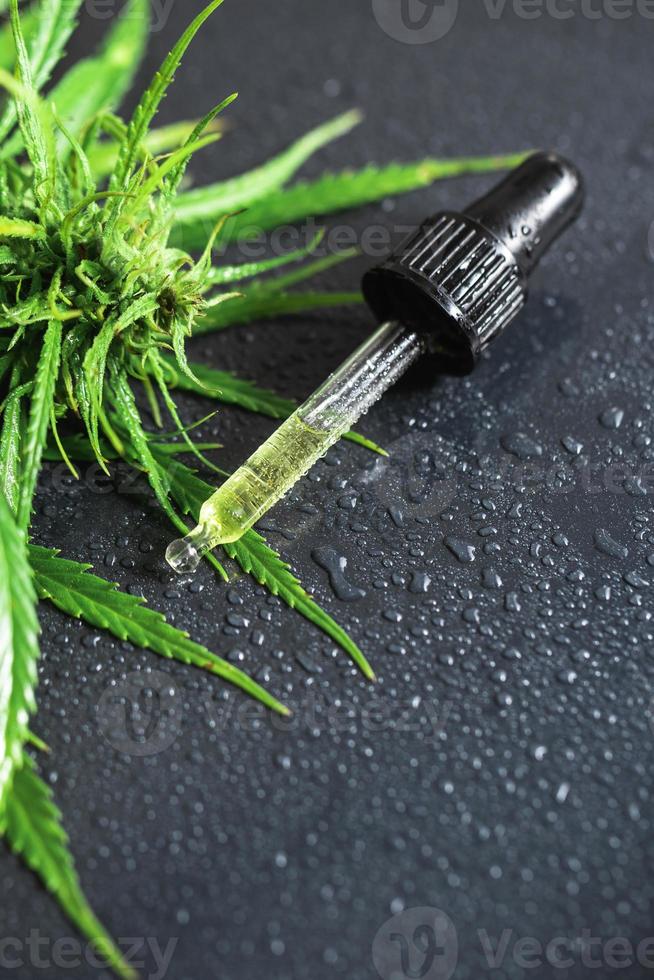 Cannabis plant and pipette with a CBD oil photo