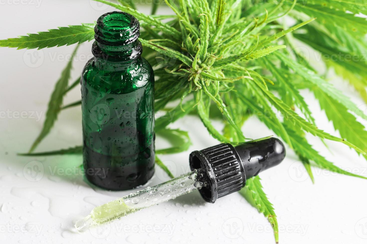 Cannabis plant and bottle with a CBD oil photo