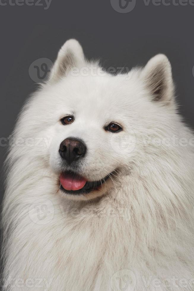 retrato de hermoso perro samoyedo foto