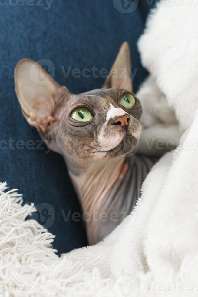 Lazy cute cat is lying under blanket photo