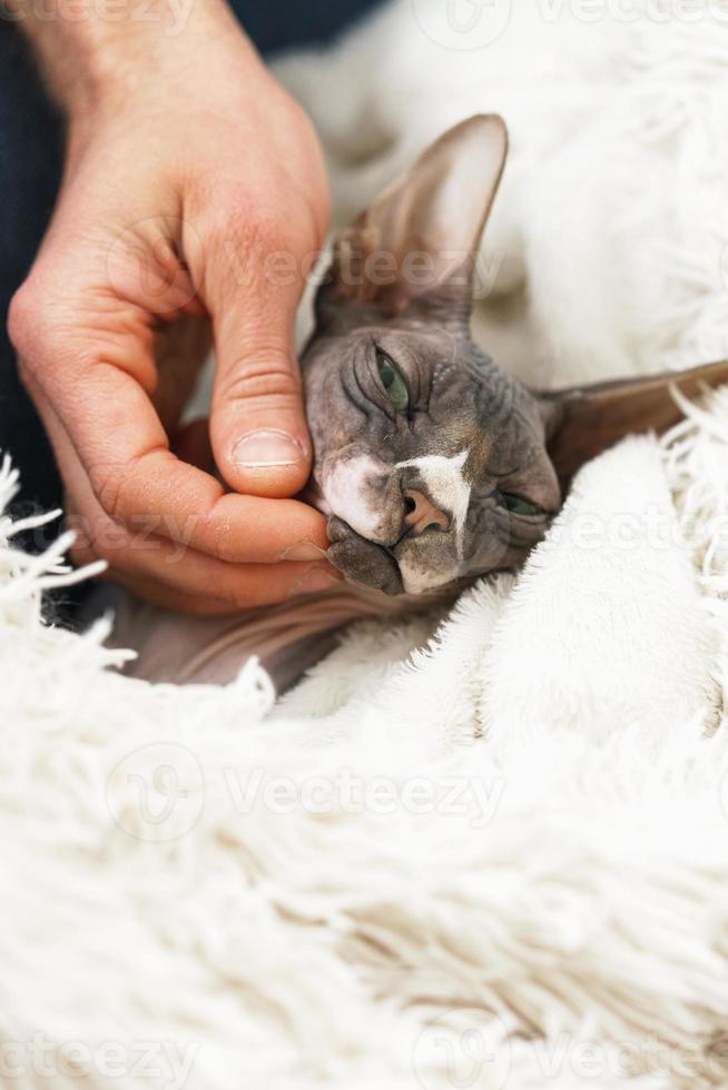 Lazy cute cat is lying under blanket photo