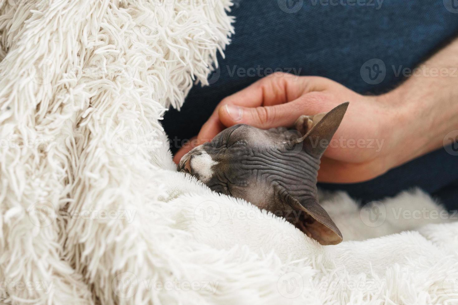 Lazy cute cat is lying under blanket photo