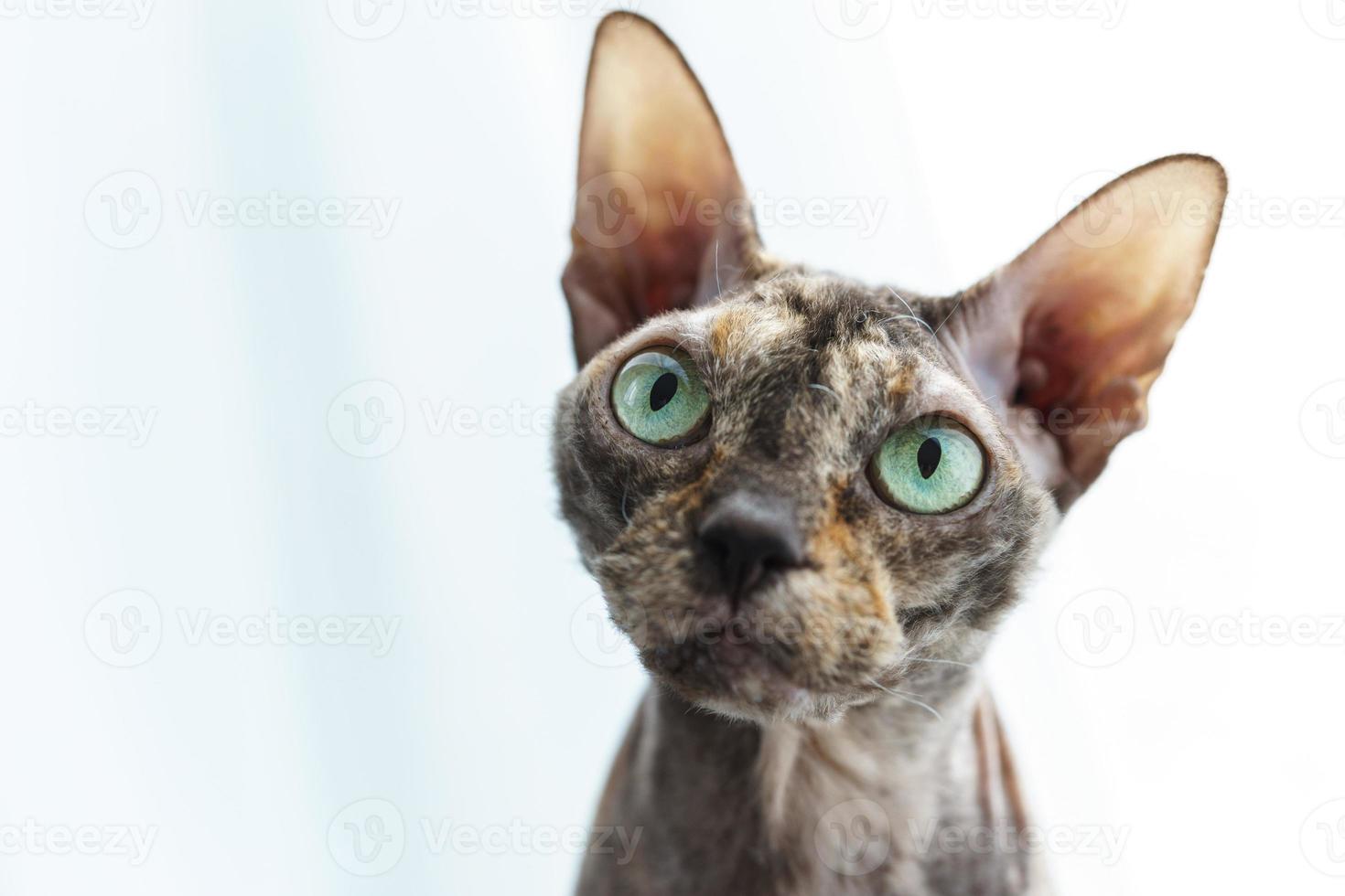 Portrait of Donskoy Sphynx cat at home photo