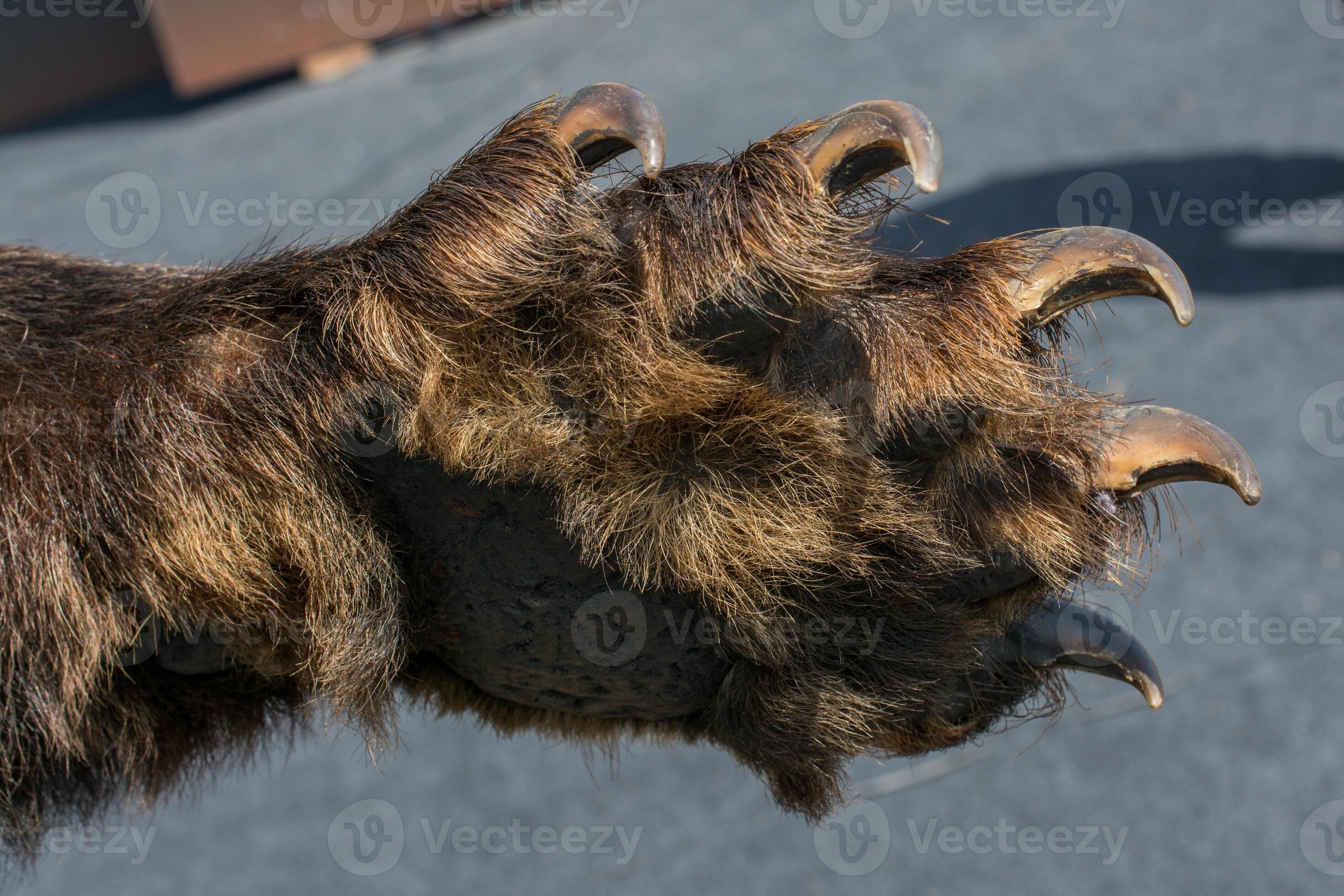 black-bear-paw-with-sharp-claws-16238043-stock-photo-at-vecteezy