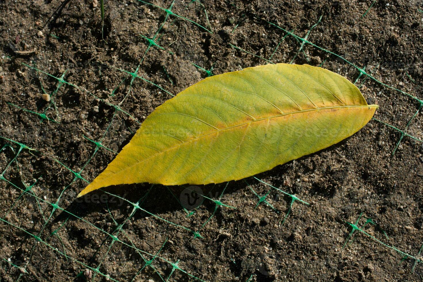 One separate dry leaf in view photo