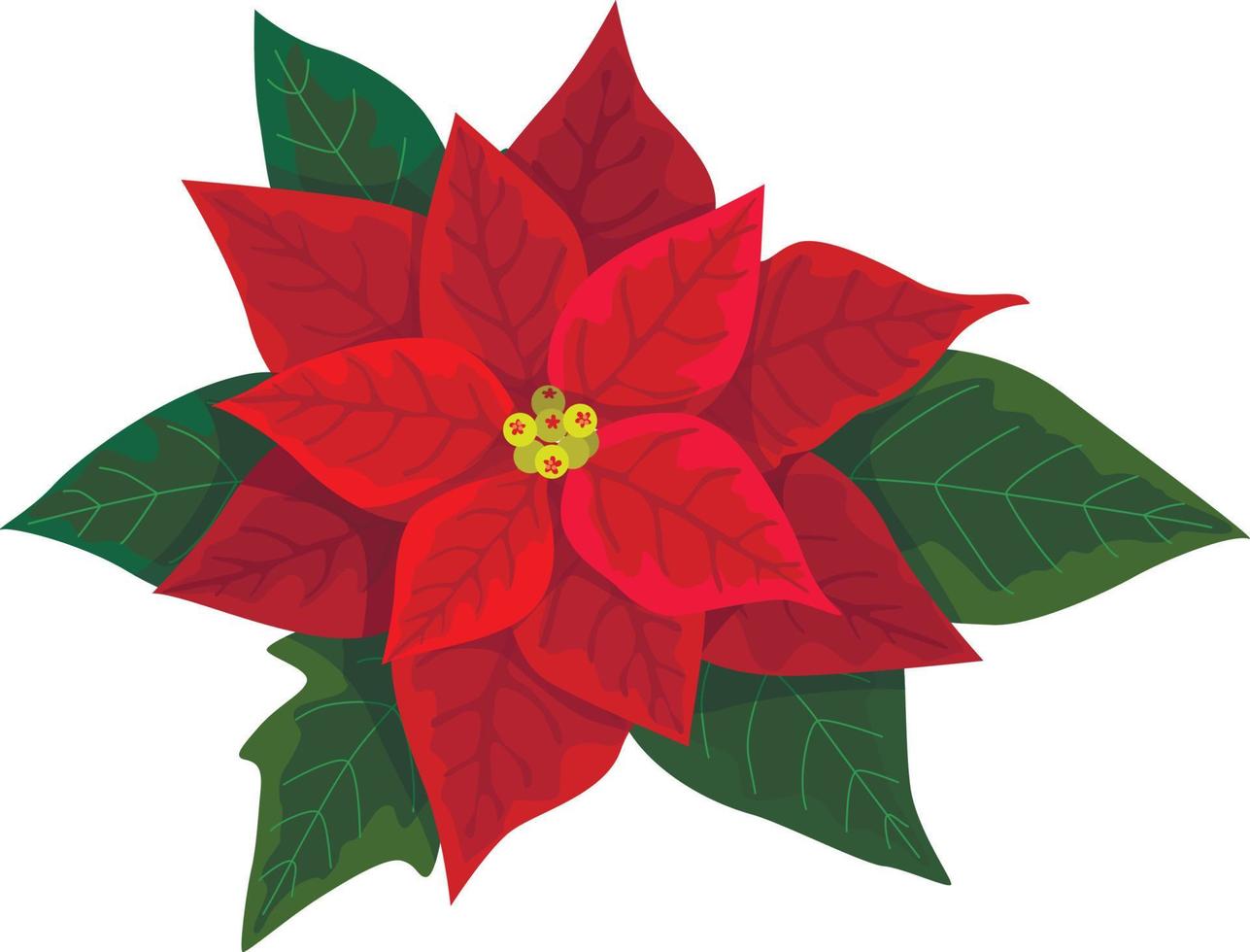 Poinsettia flower for Christmas or New Year greeting card design. Vector realistic icon for Xmas winter holiday decoration