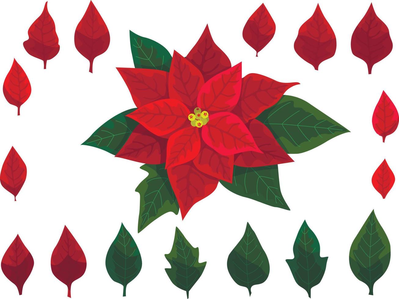 Poinsettia flower with leaves for Christmas or New Year greeting card design. vector