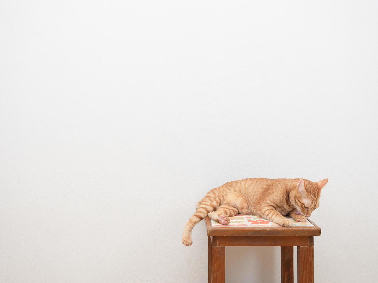 Cute cat orange color sitting on chair looking at camera on white background photo