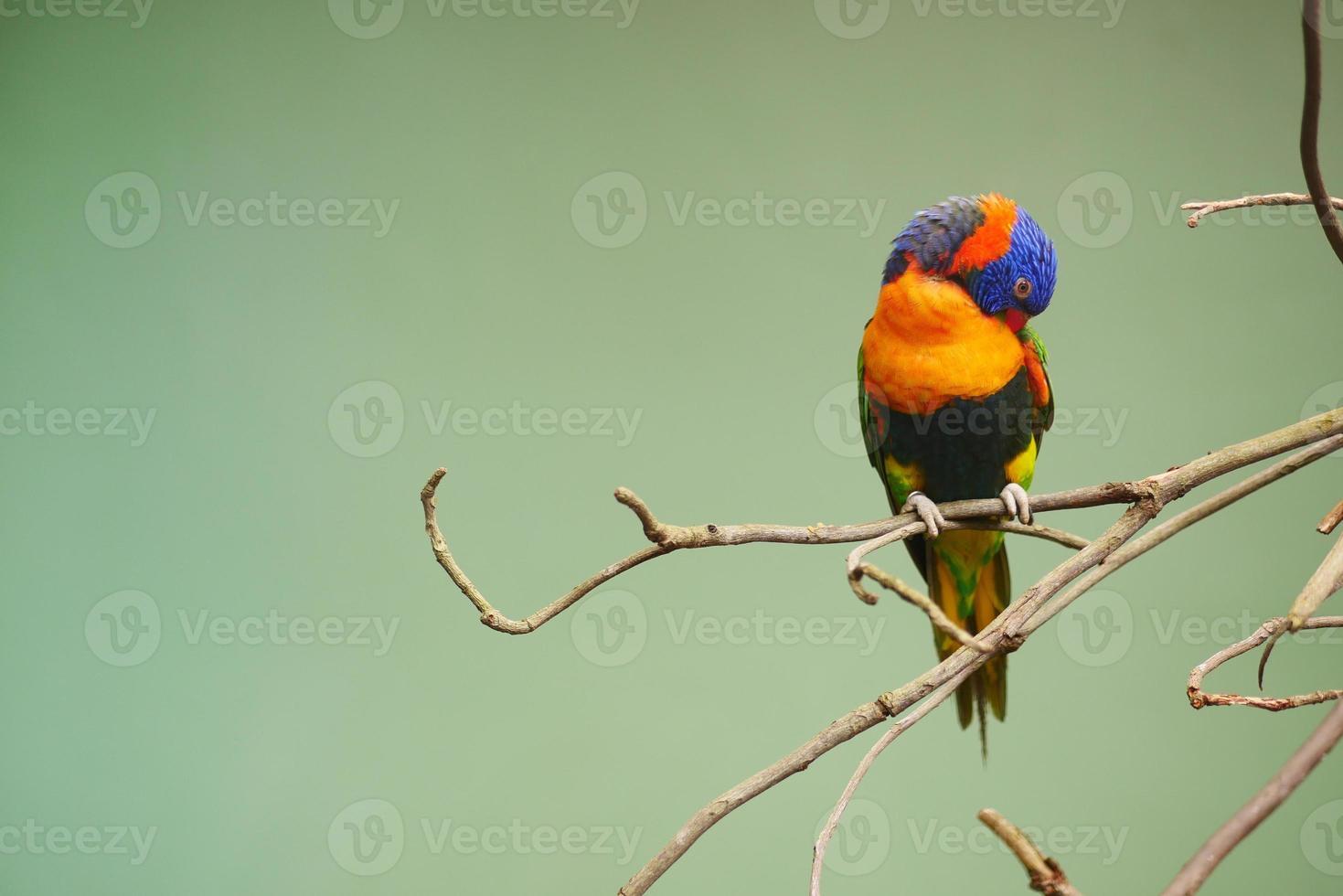 Small parrots stand on the branch against green background with copy space photo